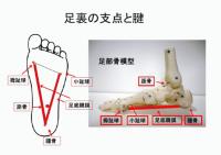 足底の支点と腱NEW.jpgのサムネイル画像